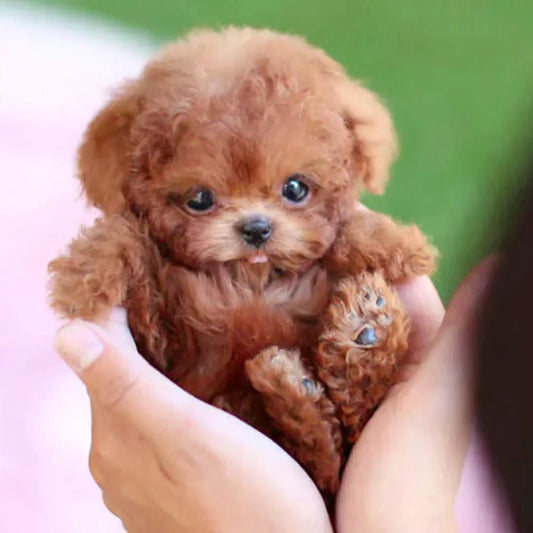 WuffiMotion Movable Plush Dog | Kids Plush Toy Brown-White 0